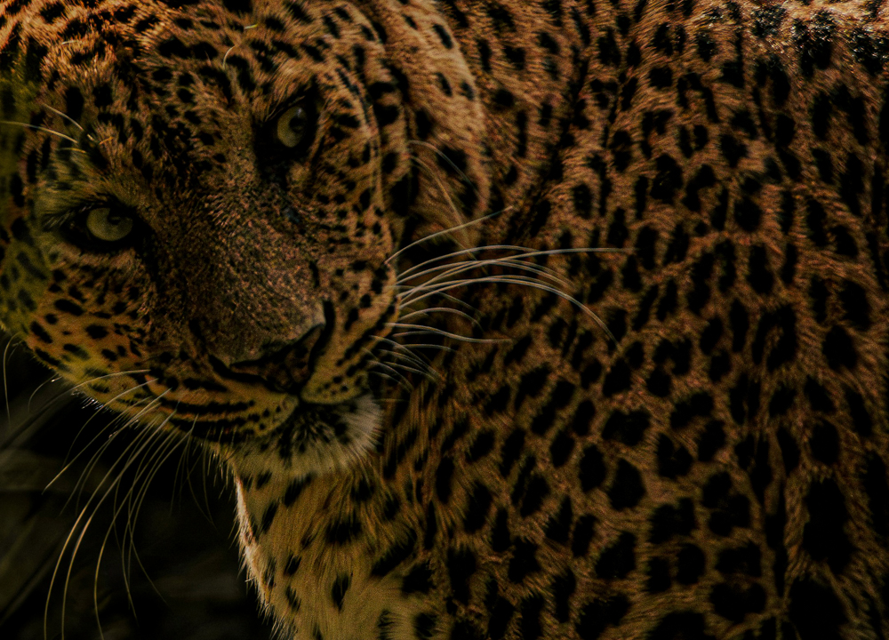 harshit suryawanshi ev2n8z37uvc unsplash