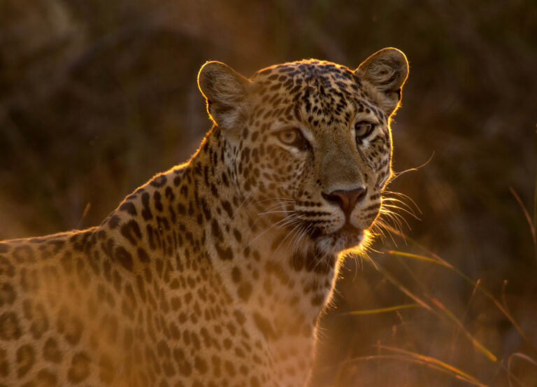 leopard